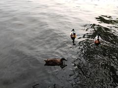 -西湖游船
