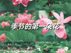 -荷塘月色湿地公园·向阳花洲