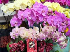 -双季花艺园艺市场(浦东店)