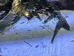 -上海海洋水族馆