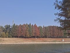 -羊亭河湿地公园