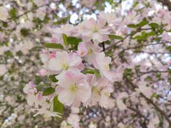 -石家庄市植物园