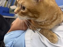 -瑞派动物医院·猫专科·至诚(江南中分院)