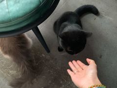 -喵屿·大理花园猫咖