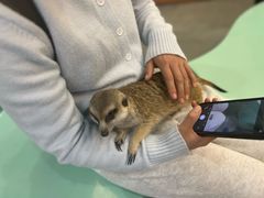 -Honey Bacca 哈尼芭卡高端萌宠(朝阳大悦城店)