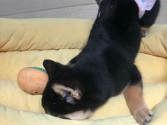 -逗柴咖啡屋·狗咖猫咖宠物桌游