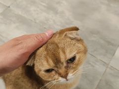 -楼上猫咖(罗湖店)