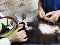 -小叮当动物医院·骨科·眼科