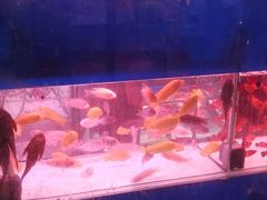 -花鸟鱼虫鲜花绿植市场(玉泉路店)