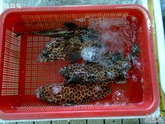 -大湾区中央湿地公园-十九涌