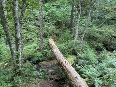 -五营红松林海景区