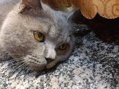 -安记烧鹅(新桥店)