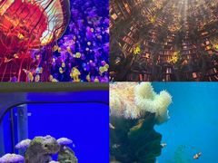 -海合安武汉极地海洋公园