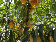 -老袁家蜜桃农场·阳山水蜜桃