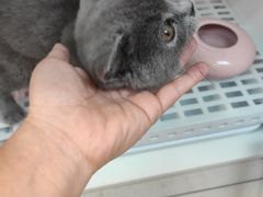 -lincat·猫舍(广州店)