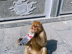 -神农山景区
