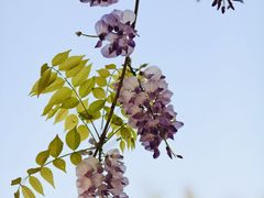 -西南交通大学(九里校区)