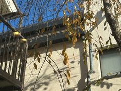 -Rojiura Curry SAMURAI.(镰仓店)