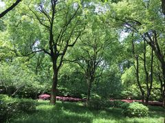 -宜兴龙背山森林公园