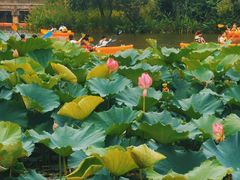 -西溪国家湿地公园