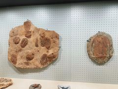 -辽宁古生物博物馆