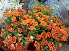 -循礼门鲜花花市(武汉循礼门店)