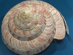 -青岛贝壳博物馆