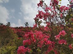 -木兰云雾山