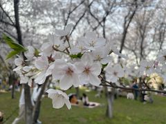 -上海共青森林公园