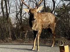-大连森林动物园