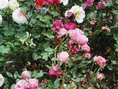 -苏州河梦清园环保主题公园