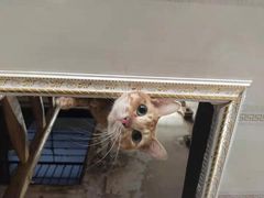 -皮蛋弟砂锅店(总店)