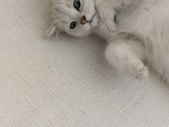 -袖虎·猫馆(体育西路店)