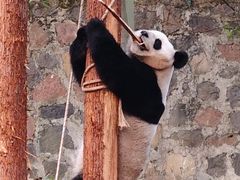 -都江堰中华大熊猫苑