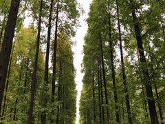 -黄海国家森林公园