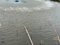 -同銮特种养殖场·龙虾垂钓