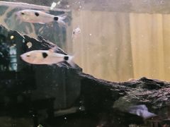 -山与蓝·轻糖鲜果蛋糕(勒泰店)