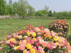 -杭州湾海上花田景区