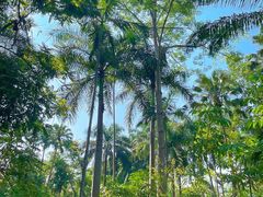 -中国科学院西双版纳热带植物园