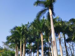 -深圳仙湖植物园
