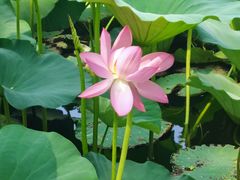 -长春市南湖公园