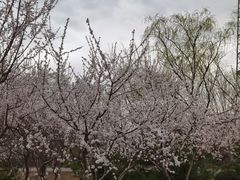 -永定河休闲森林公园