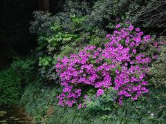 -杭州植物园