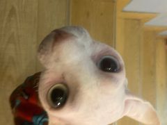 -Meowの猫咖(万家丽店)