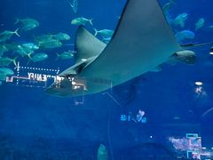 -烟台海昌鲸鲨海洋公园