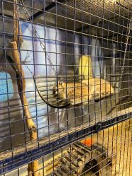 -酷嗒动物文化乐园(cutezoo西溪乐天城店)