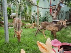 -正佳雨林生态植物园