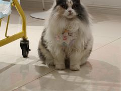 -团子家猫咪猫咖馆·柯基·柯尔鸭