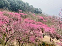 -新建村梅花