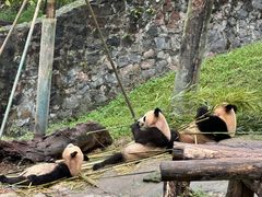 -都江堰中华大熊猫苑